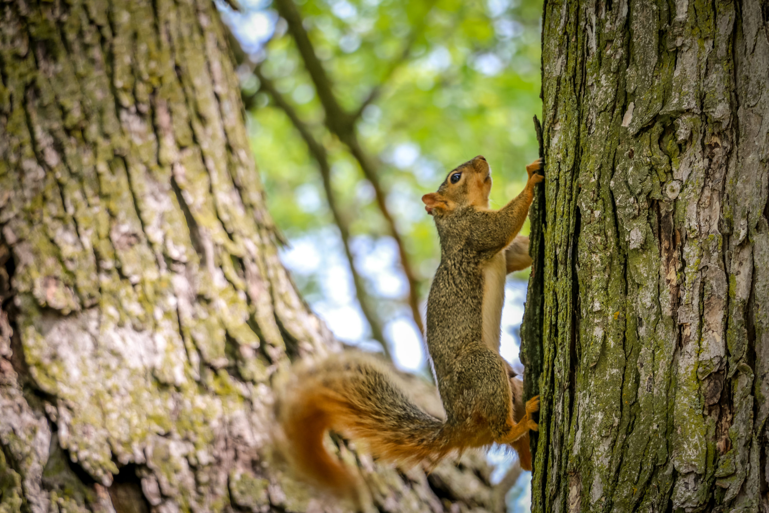 A squirrel climbing up a tree