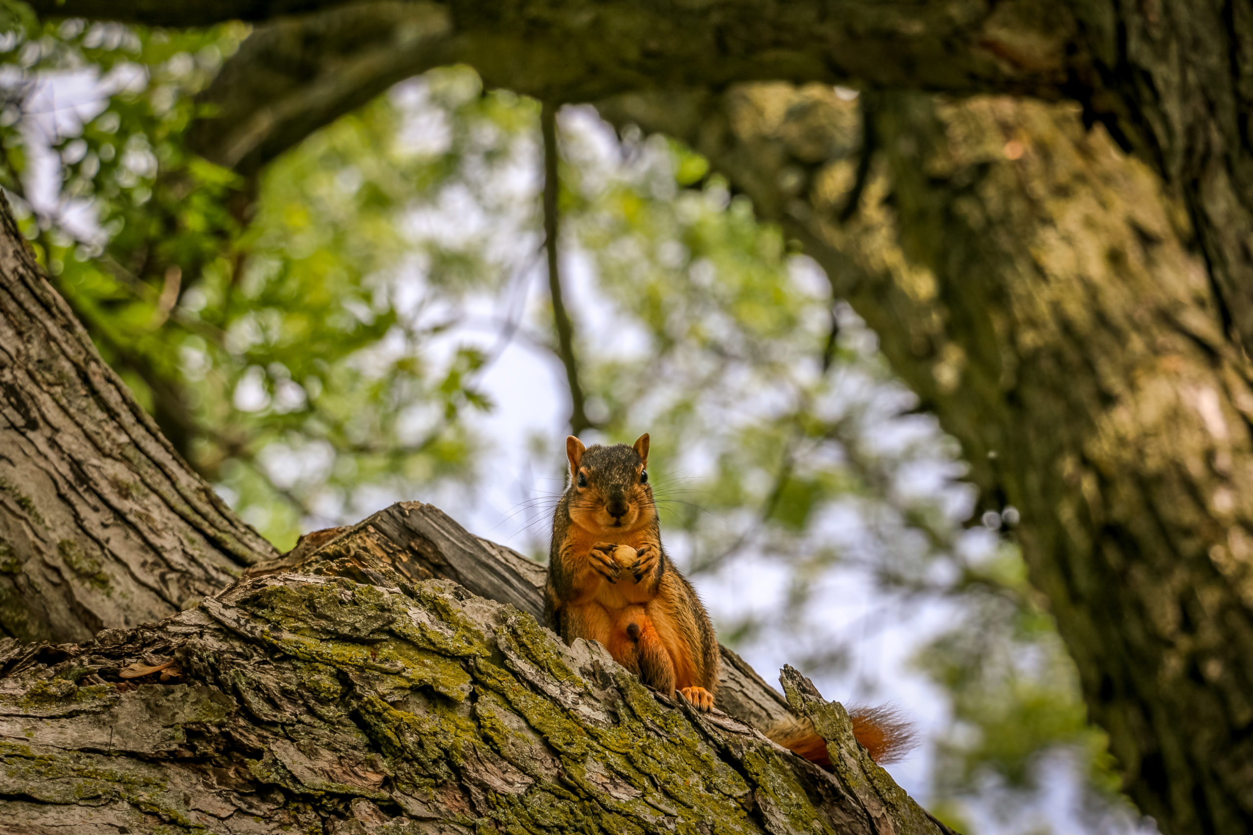 A squirrel holding a nut perched on a tree